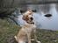 Labrador retriever Doozy
