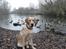 Labrador retriever Doozy