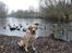 Labrador retriever Doozy
