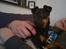 Blanding af racer Ratpinscher - Shila , bor hos andre nu