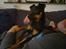Blanding af racer Ratpinscher - Shila , bor hos andre nu