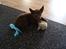 Australsk kelpie Ilo - Er glad for den nye bamse.