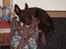 Australsk kelpie Ilo - Det er hårdt at have været til hundetræning, godt mors taske lige passer i hovedhøjde til en lur!! 
