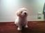 Coton de tulear Klostergaardens Cookie