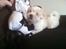 Coton de tulear Klostergaardens Cookie - Yndlings-legetøjet