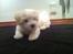 Coton de tulear Klostergaardens Cookie