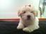Coton de tulear Klostergaardens Cookie - Første gang med sløjfe