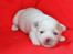 Coton de tulear Klostergaardens Cookie - 2-3 Uger