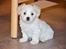 Coton de tulear Klostergaardens Cookie - På plejehjem (5 Uger)