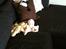 Coton de tulear Klostergaardens Cookie - Find hunden?