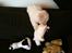 Coton de tulear Klostergaardens Cookie - Haps!