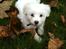 Coton de tulear Klostergaardens Cookie - Cooks har fundet sig en mega nice gren!