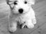 Coton de tulear Klostergaardens Cookie - Charmetrold!