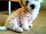 Coton de tulear Klostergaardens Cookie
