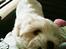 Coton de tulear Klostergaardens Cookie - Nom nom, mors trøje!