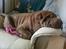 Shar pei Smilla