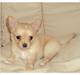 Chihuahua Alberte
