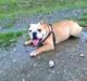 Engelsk bulldog *Yardley* Manse