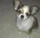 Chihuahua bella