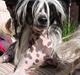 Chinese crested hårløs Suki-yang