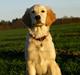 Golden retriever Mille :) <3