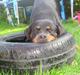 Rottweiler Nanna Hartmann