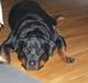 Rottweiler Rocky *HIMMELHUND*