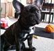 Fransk bulldog Bertha