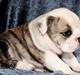 Engelsk bulldog Maggie
