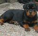 Rottweiler Lilla Aftonstjarnäs Number One (Cicco)