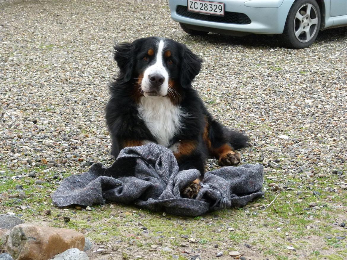 Berner sennenhund Moonsister's Dark shoes (Maggie) - Maggie i sommerhus efterår '11 billede 17