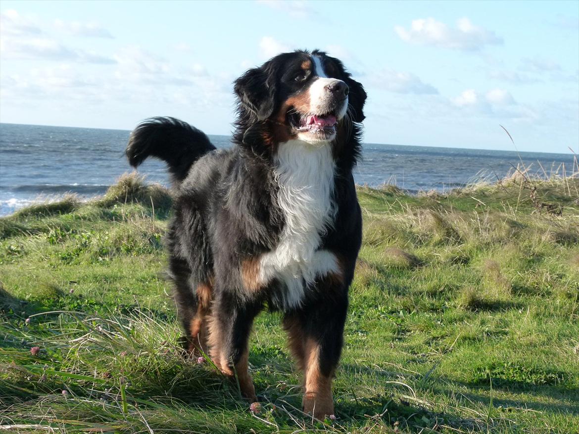 Berner sennenhund Moonsister's Dark shoes (Maggie) - sommerhus igen billede 18