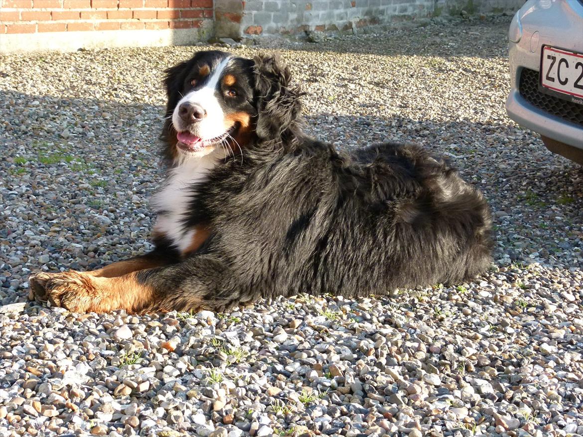 Berner sennenhund Moonsister's Dark shoes (Maggie) billede 19