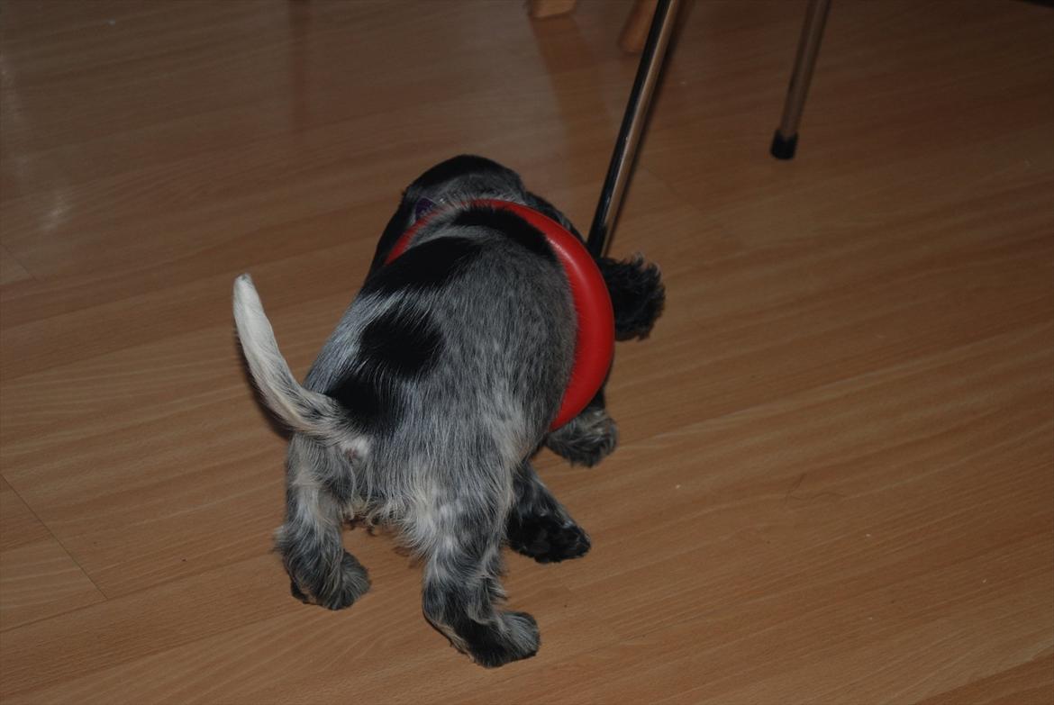 Cocker spaniel Silke - silke der har fået en ring rundt om maven 

foto: Christina billede 2
