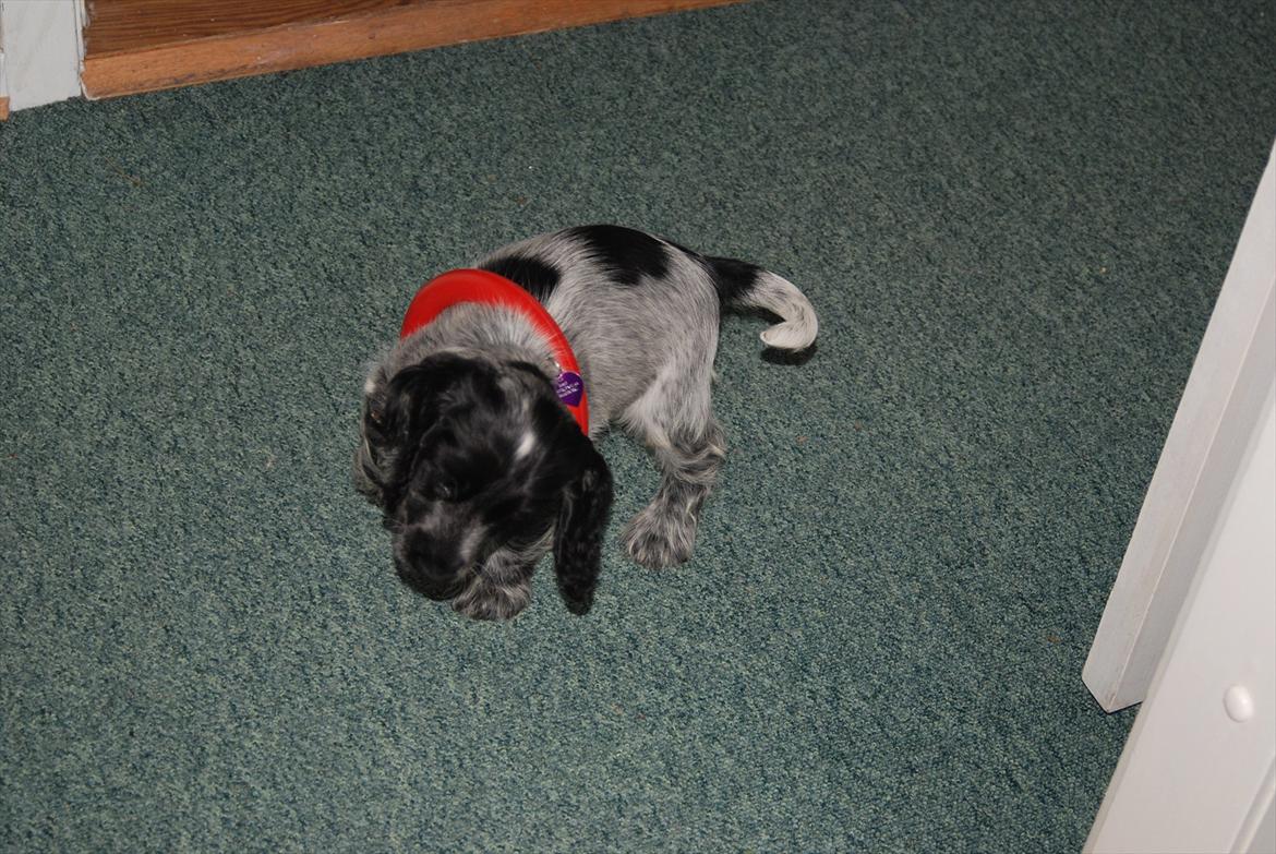 Cocker spaniel Silke - vil du ikke godt hjælpe med at få den der dumme ring af ;-))  billede 3