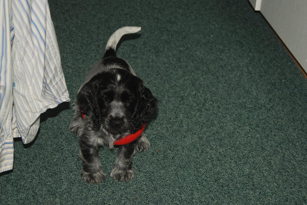 Cocker spaniel Silke billede 4