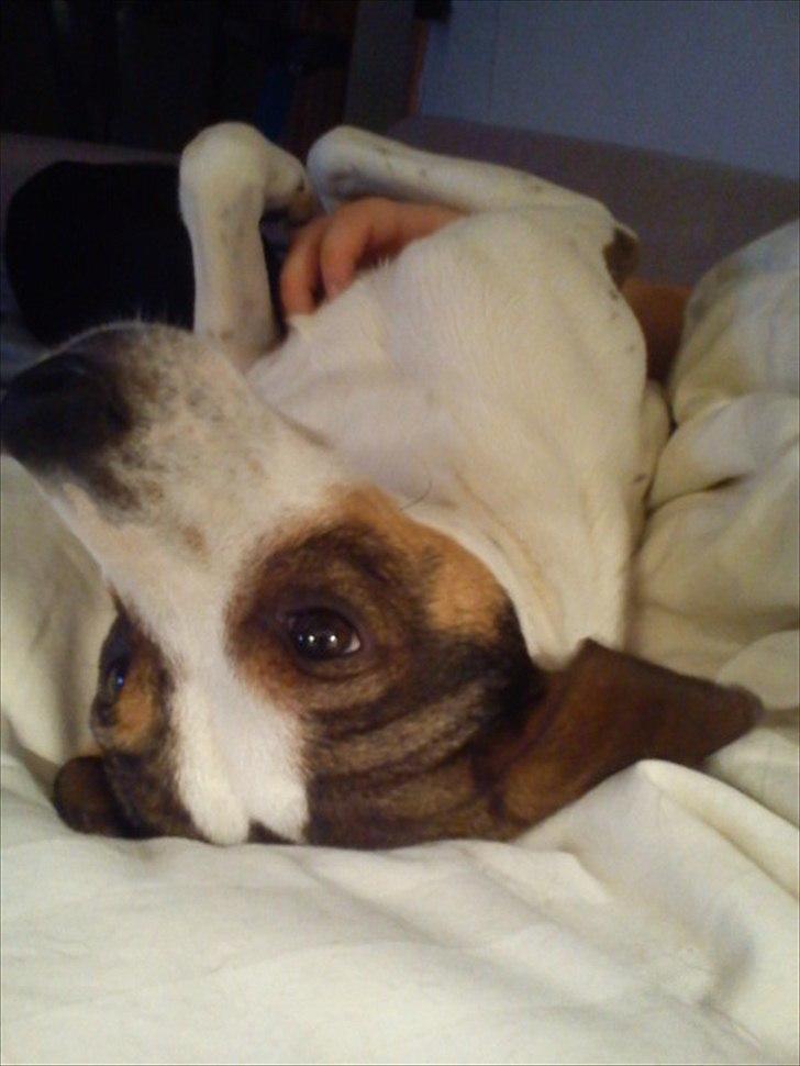 Blanding af racer Diego - Diego er allerede faldet godt til i familien. 
11/11-2011 billede 2