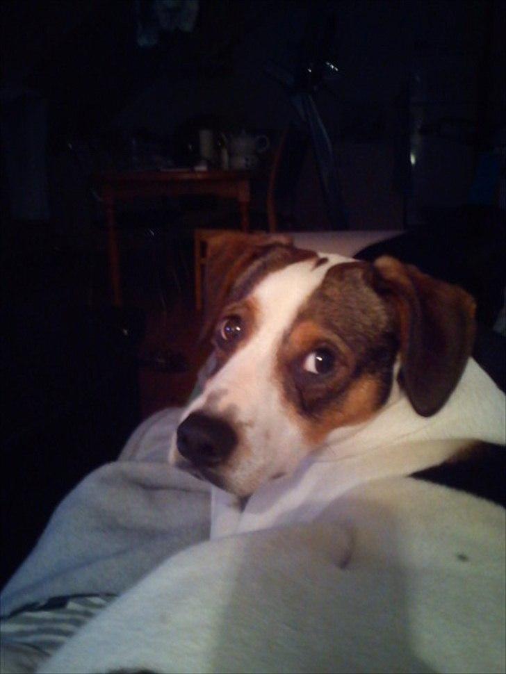 Blanding af racer Diego - Må jeg godt få lidt fred! Jeg spiser faktisk marv lige nu. hi hi billede 4