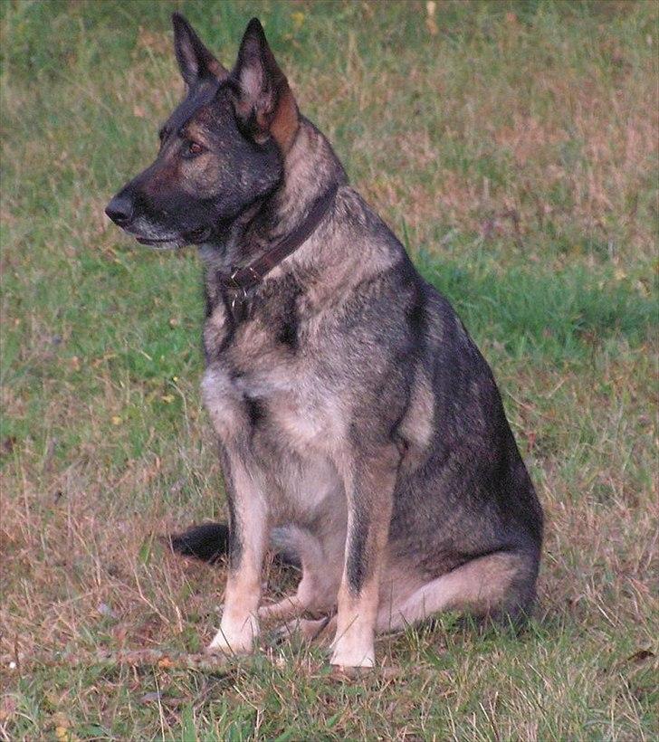 Schæferhund Ulveskovens Ofelia. (Laika). billede 10
