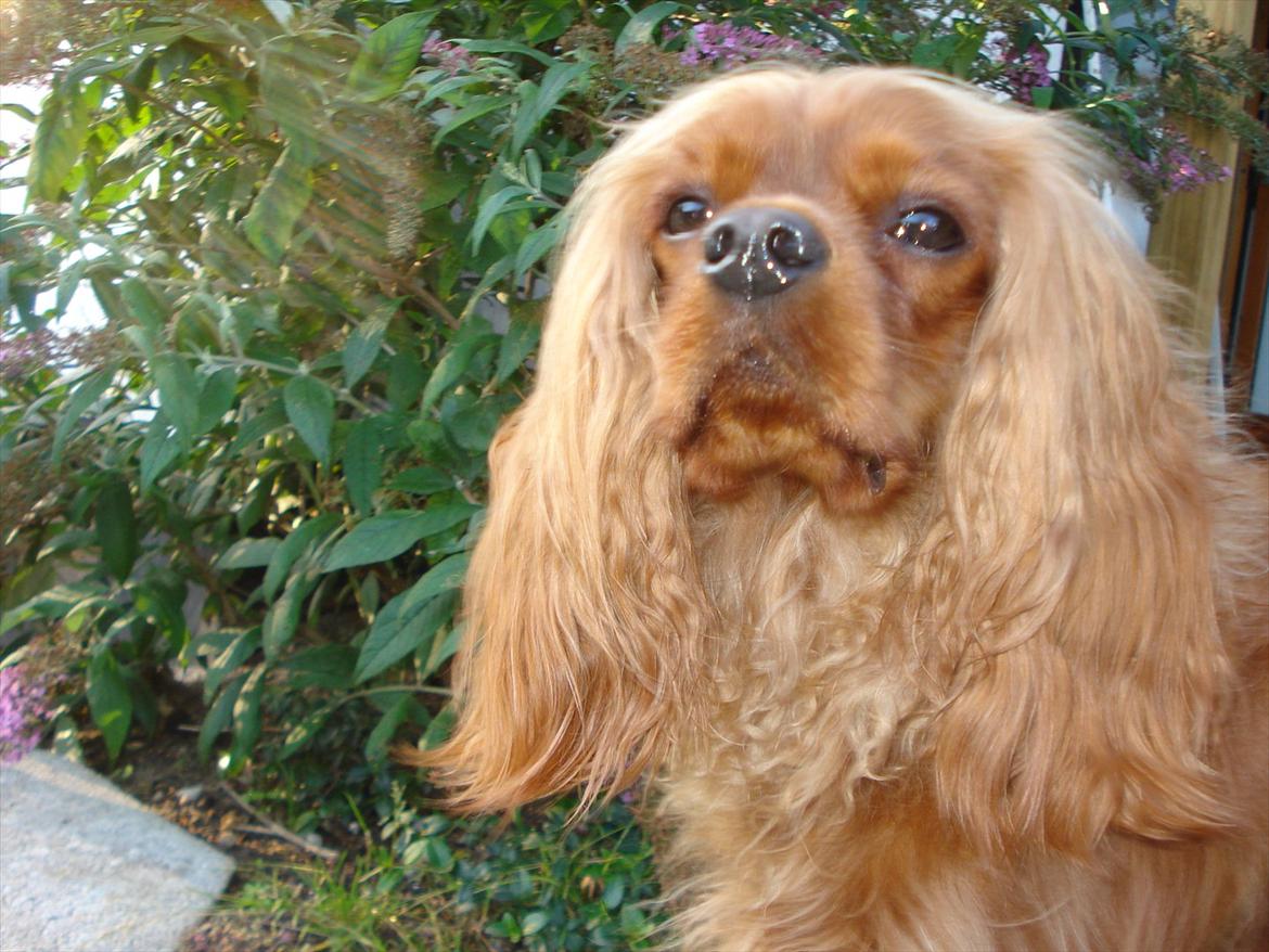 Cavalier king charles spaniel Tjalfe (Røges Little Fighter) billede 1