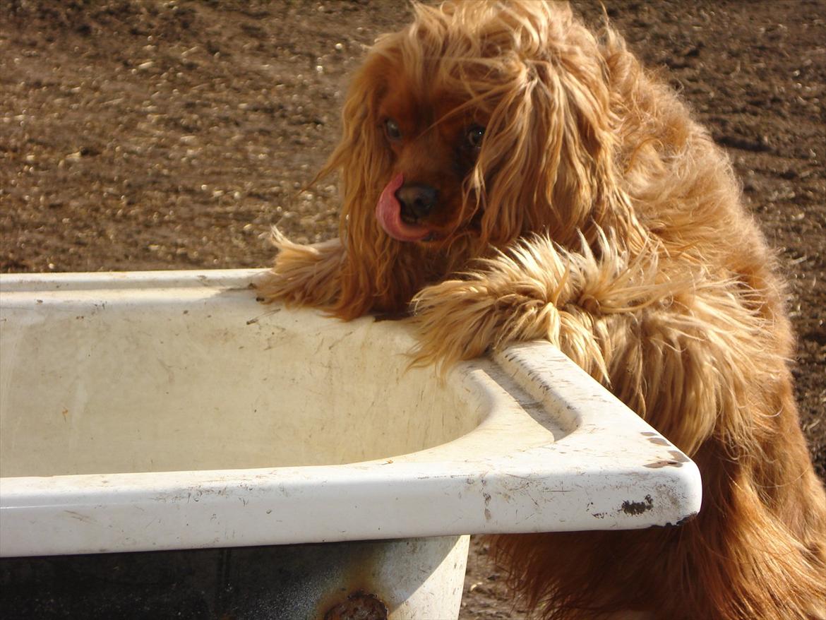 Cavalier king charles spaniel Tjalfe (Røges Little Fighter) billede 2