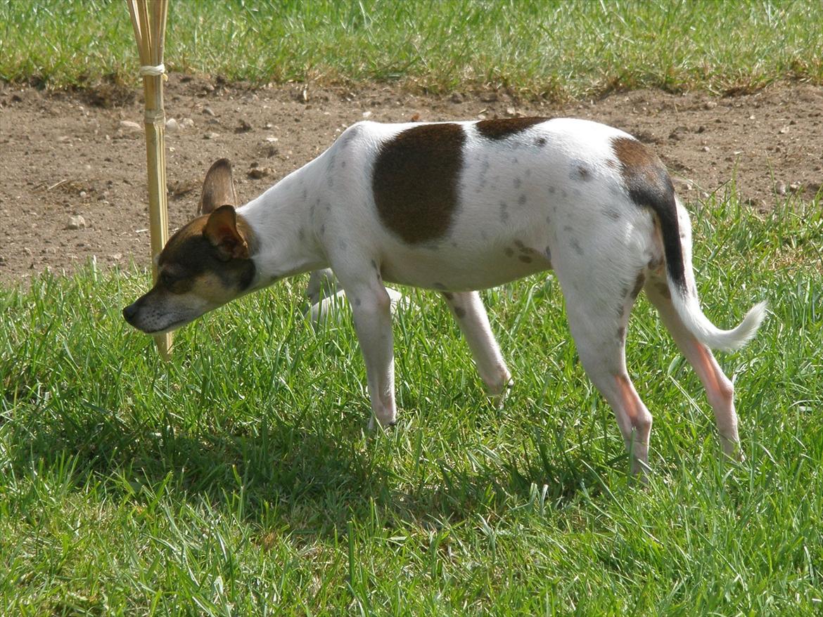 Blanding af racer Gucci <3 billede 1