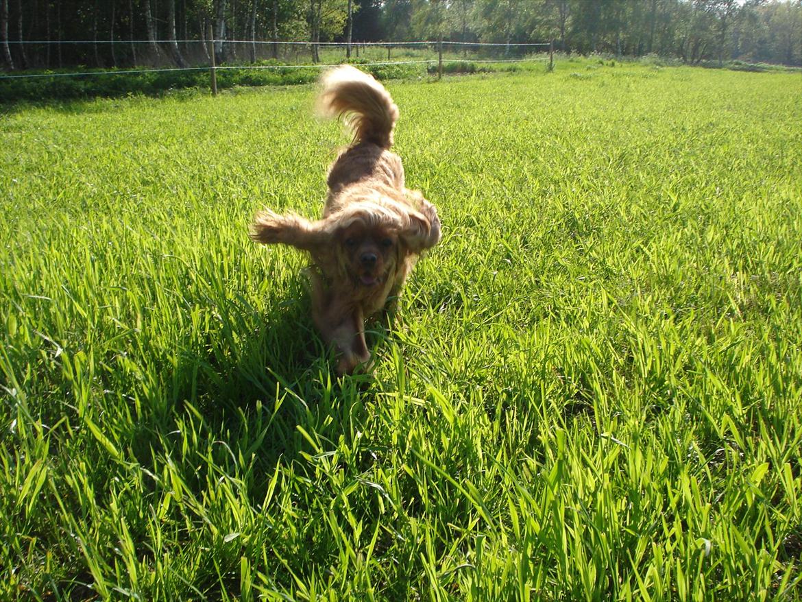 Cavalier king charles spaniel Tjalfe (Røges Little Fighter) billede 3