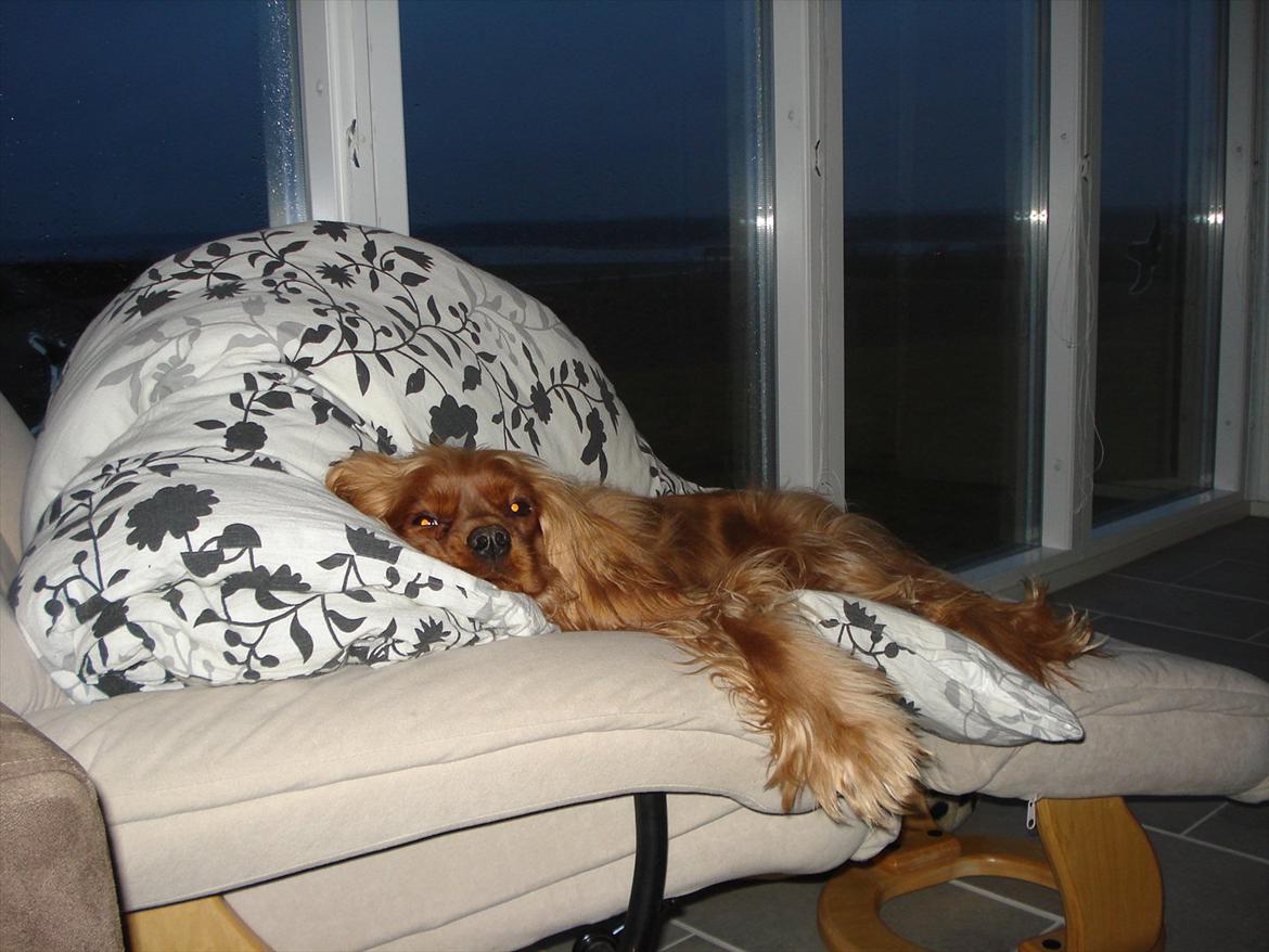 Cavalier king charles spaniel Tjalfe (Røges Little Fighter) billede 4