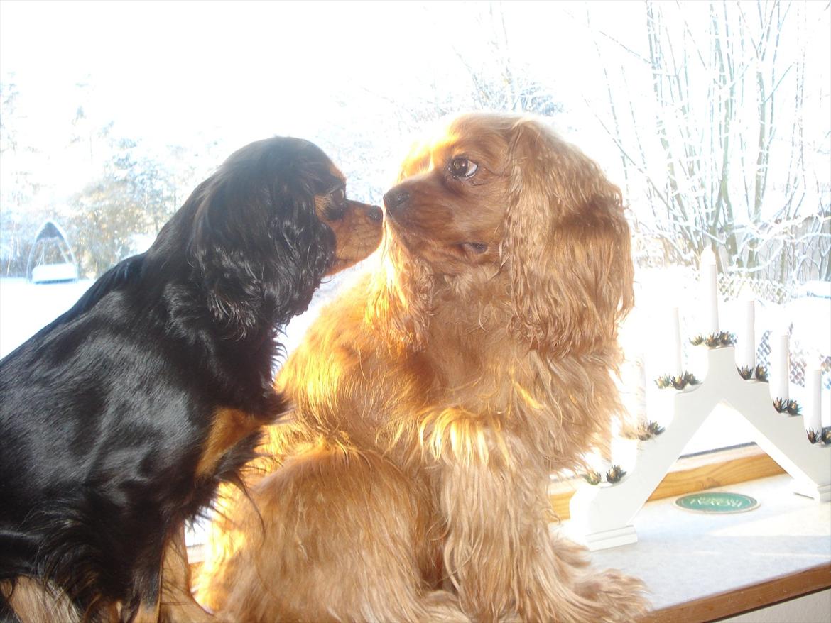 Cavalier king charles spaniel Tjalfe (Røges Little Fighter) billede 5