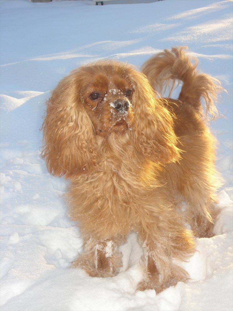 Cavalier king charles spaniel Tjalfe (Røges Little Fighter) billede 6