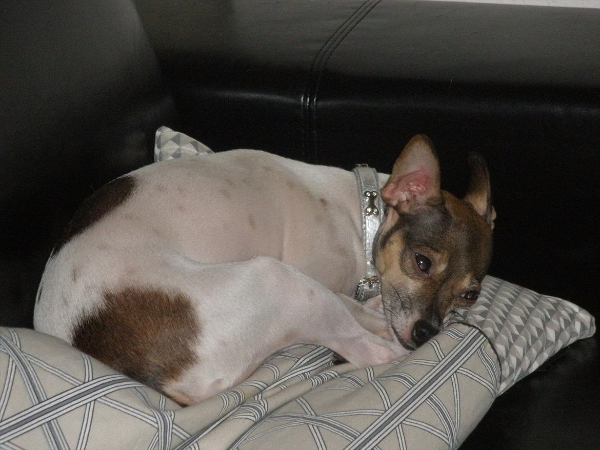 Blanding af racer Gucci <3 billede 7