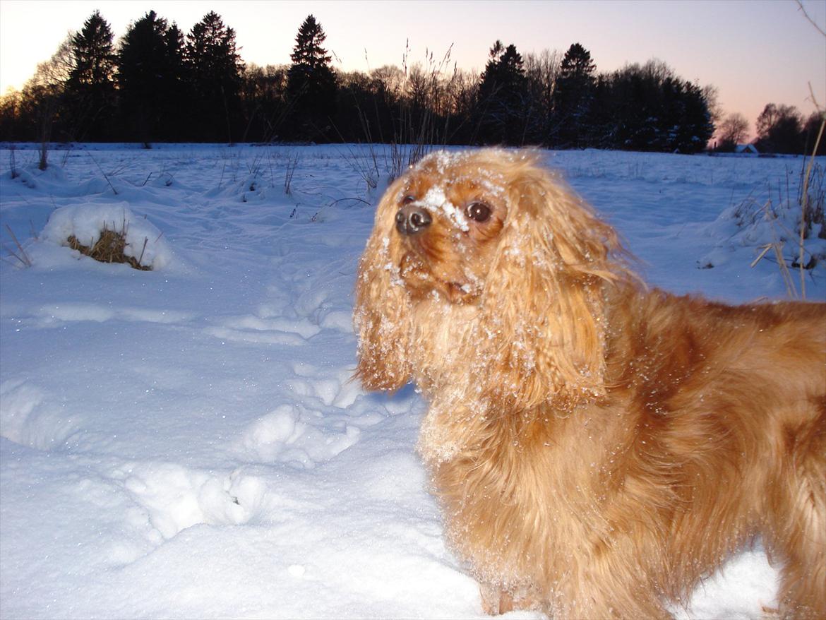 Cavalier king charles spaniel Tjalfe (Røges Little Fighter) billede 7