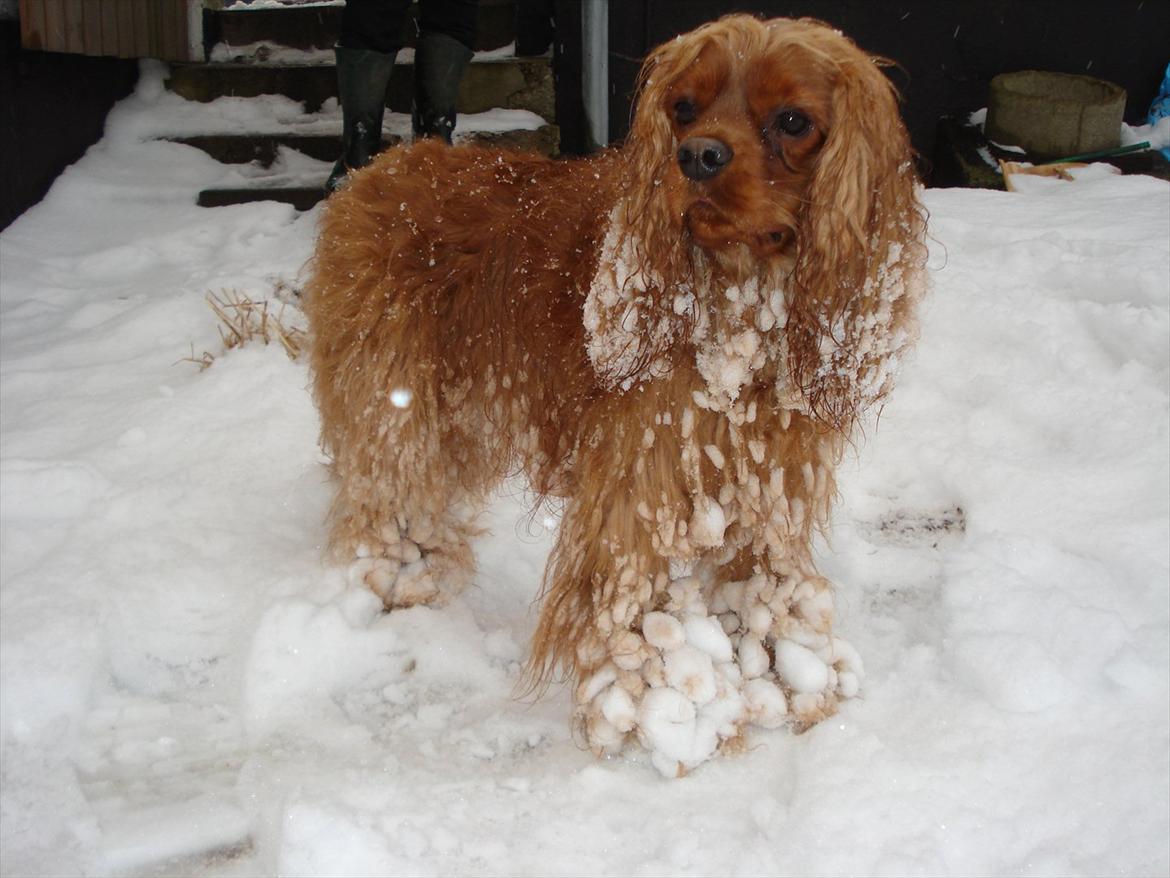 Cavalier king charles spaniel Tjalfe (Røges Little Fighter) billede 8
