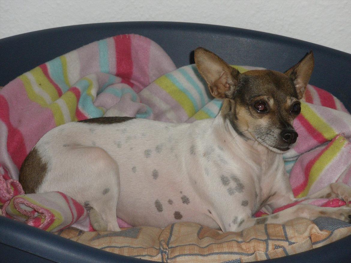 Blanding af racer Gucci <3 billede 3